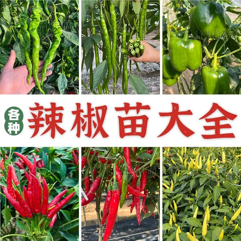 辣椒苗秧苗朝天椒苗小米辣线椒螺丝椒牛角尖椒菜椒薄皮四季盆栽苗