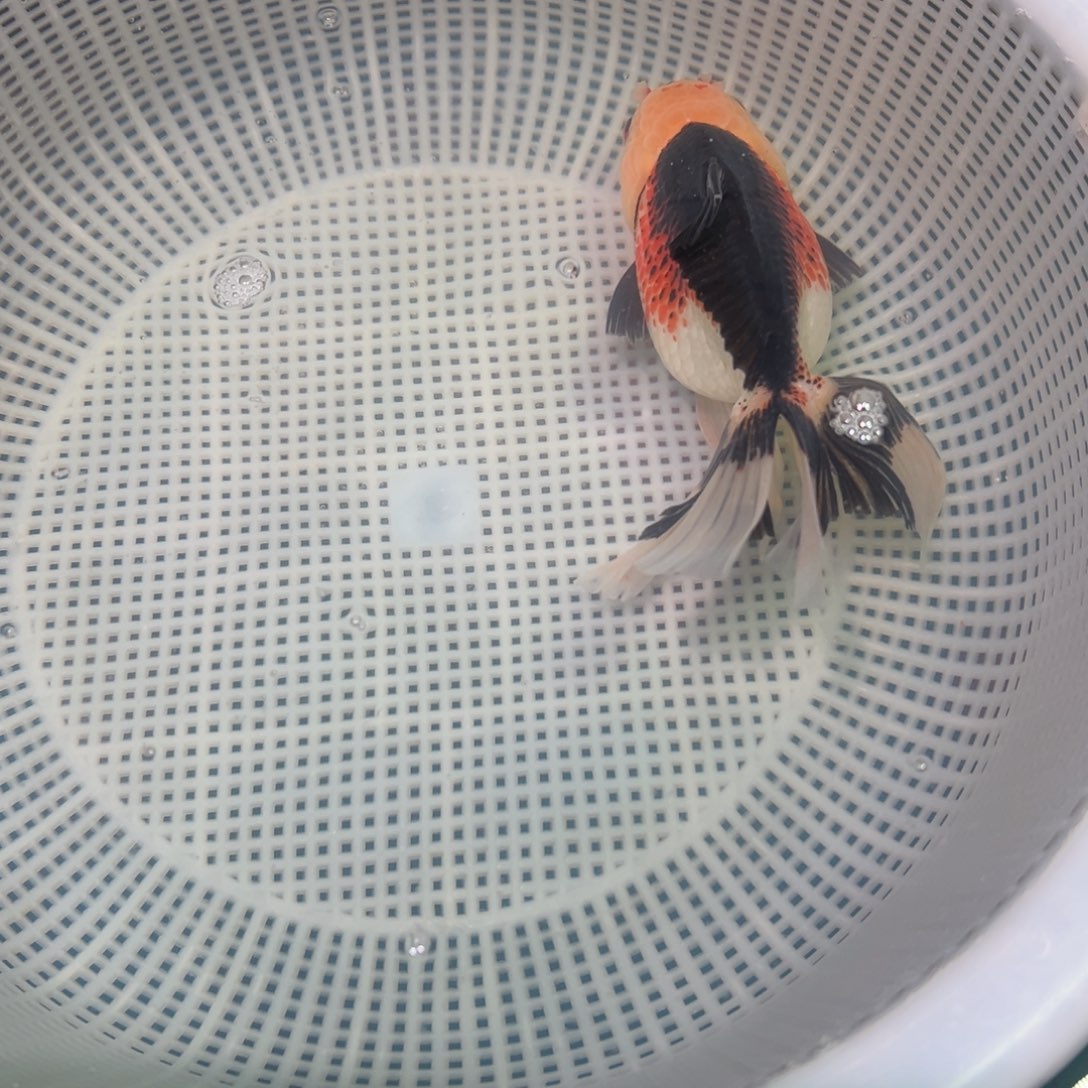 金鱼冷水观赏鱼混搭
