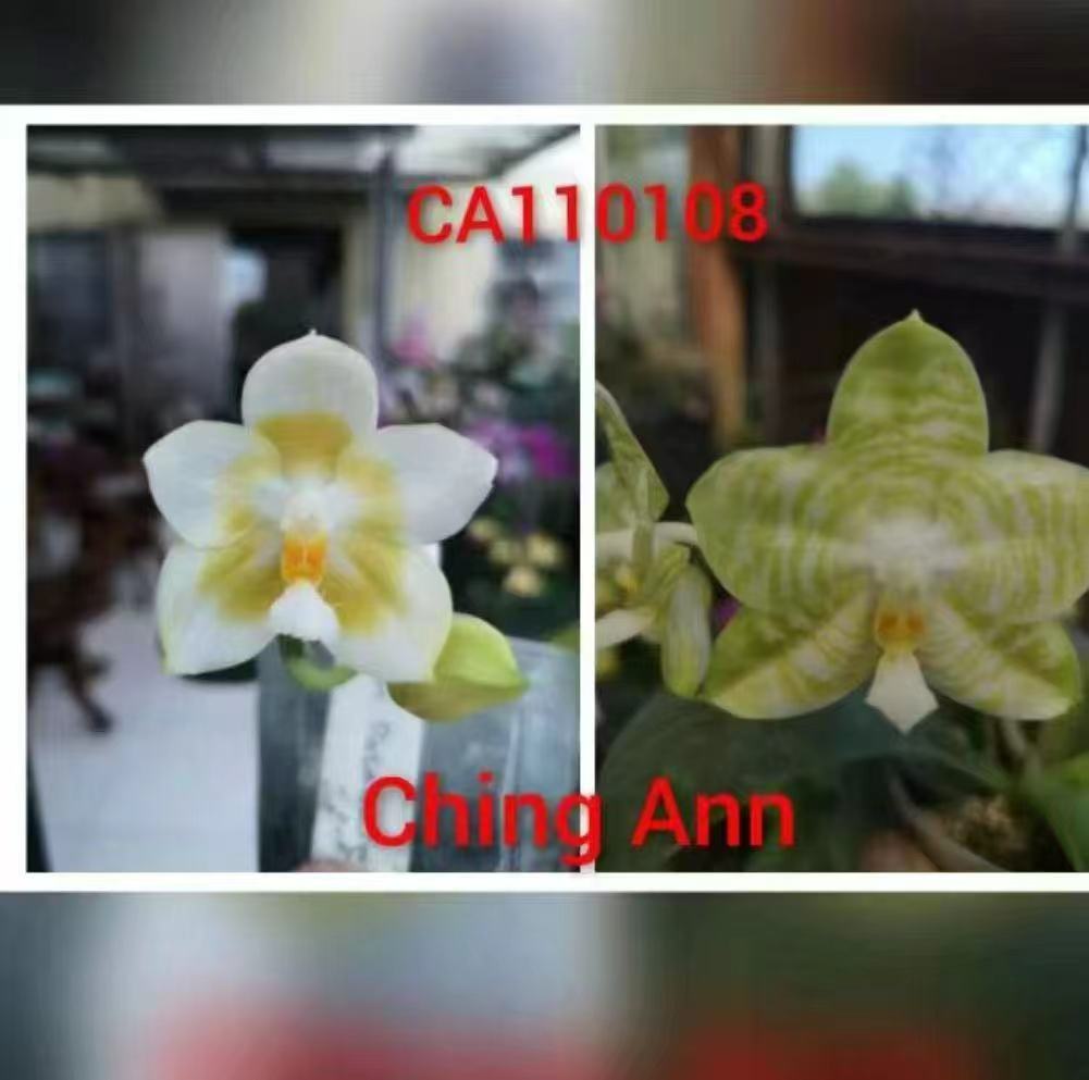 蝴蝶兰 原生cap110108花苗1.7寸 （不售后，请谨慎下单！）