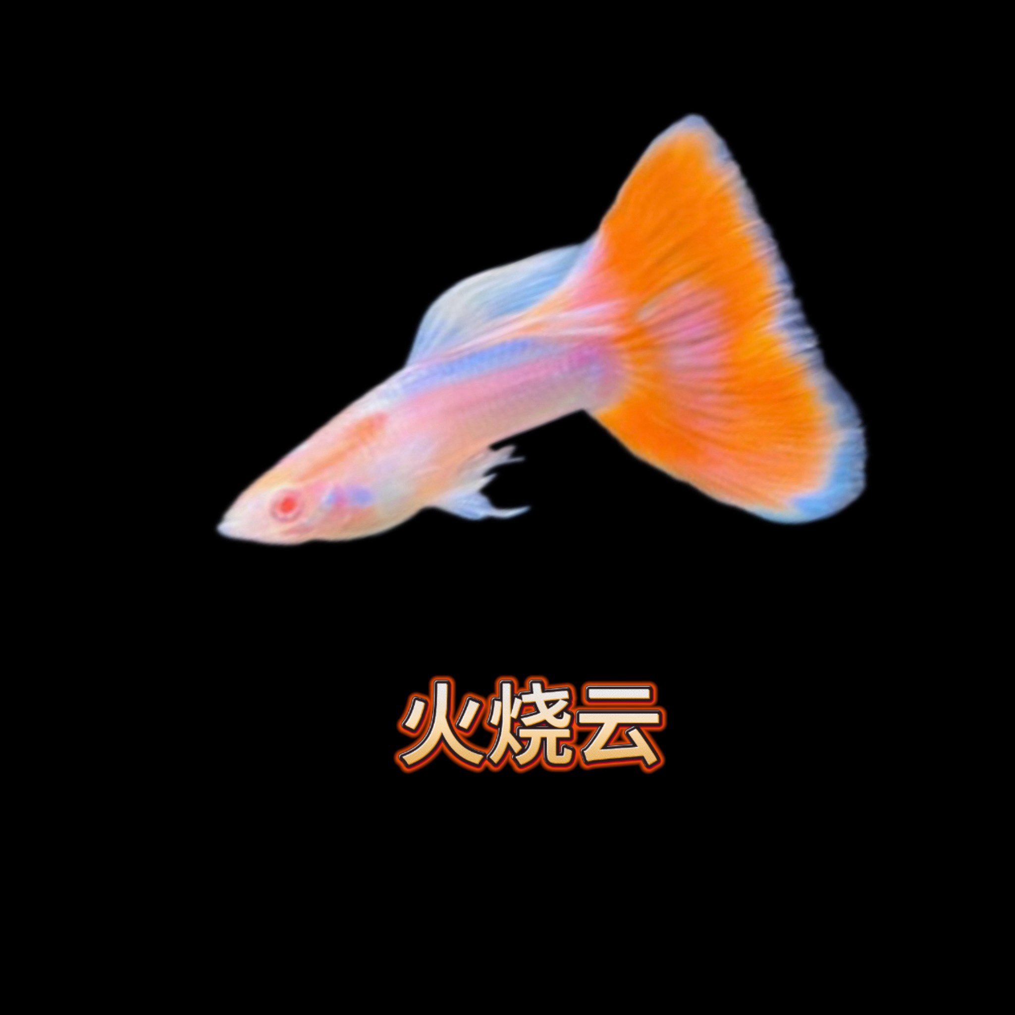 火烧云大尾巴 孔雀鱼精品系列 