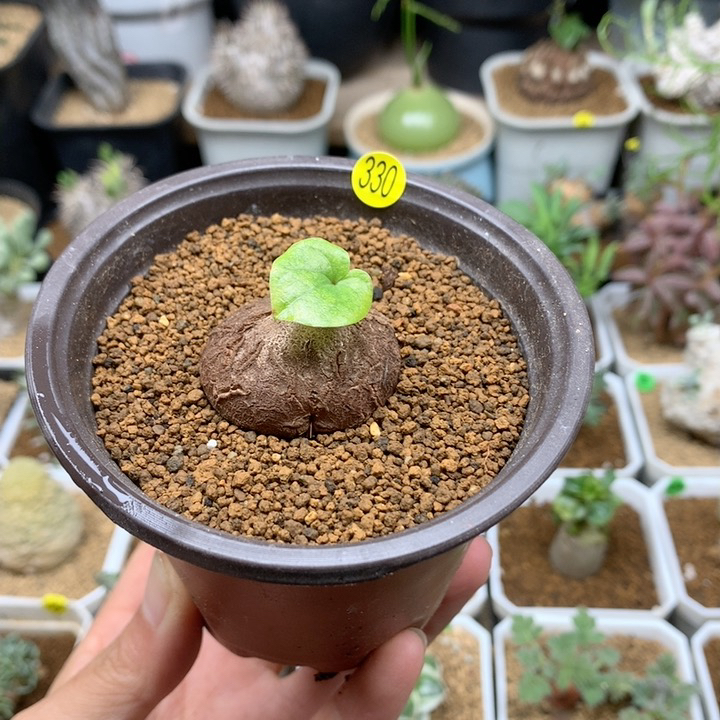 小南非龟甲龙带盆330