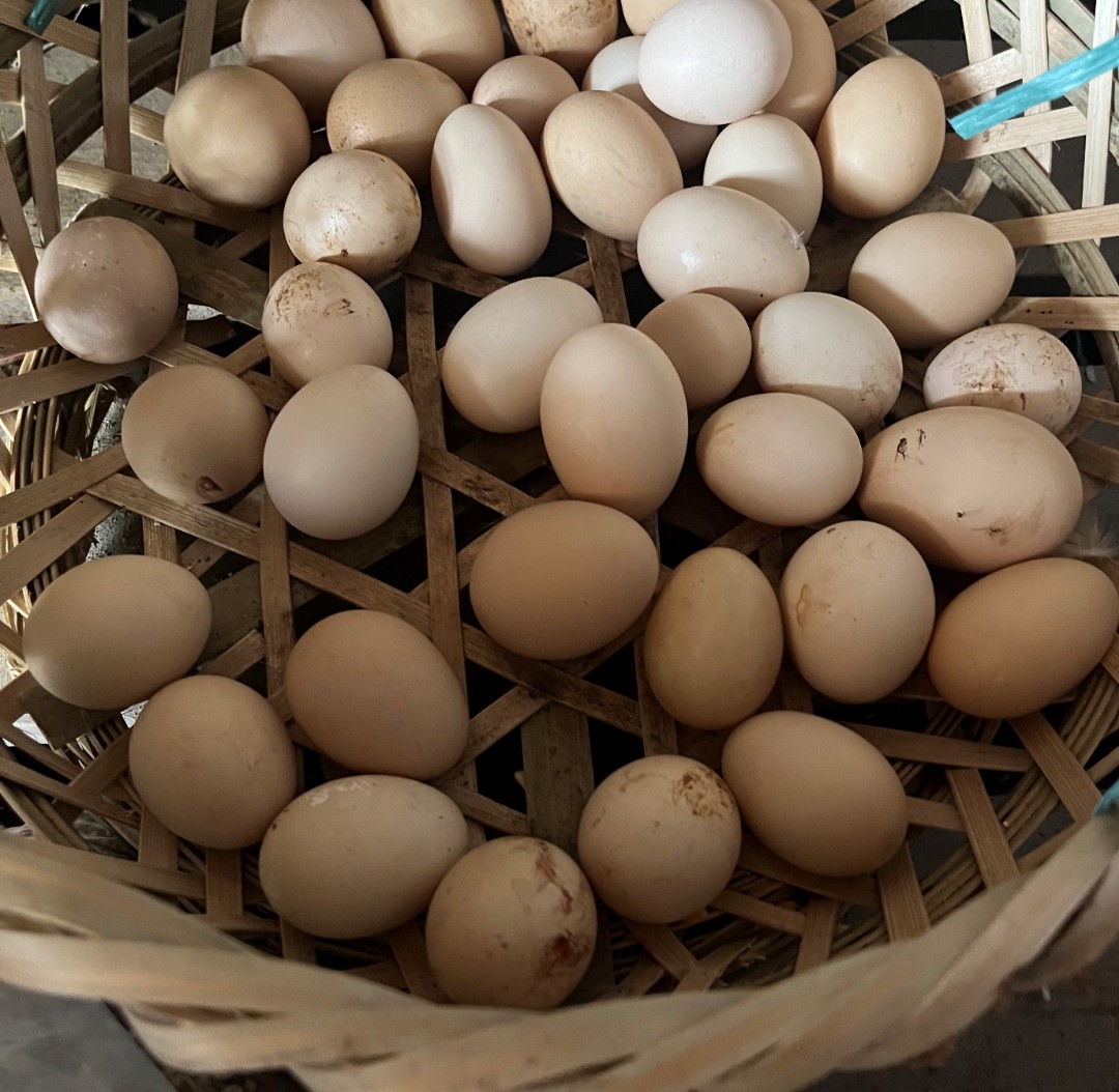 广东怀集山头散养鸡走地鸡新鲜顺丰冷链100%纯土鸡蛋
