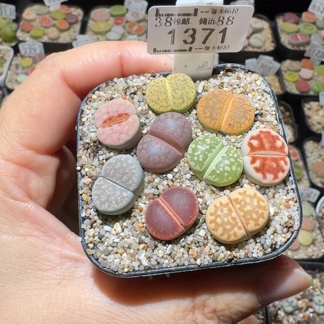 Sss精品便宜出了1371