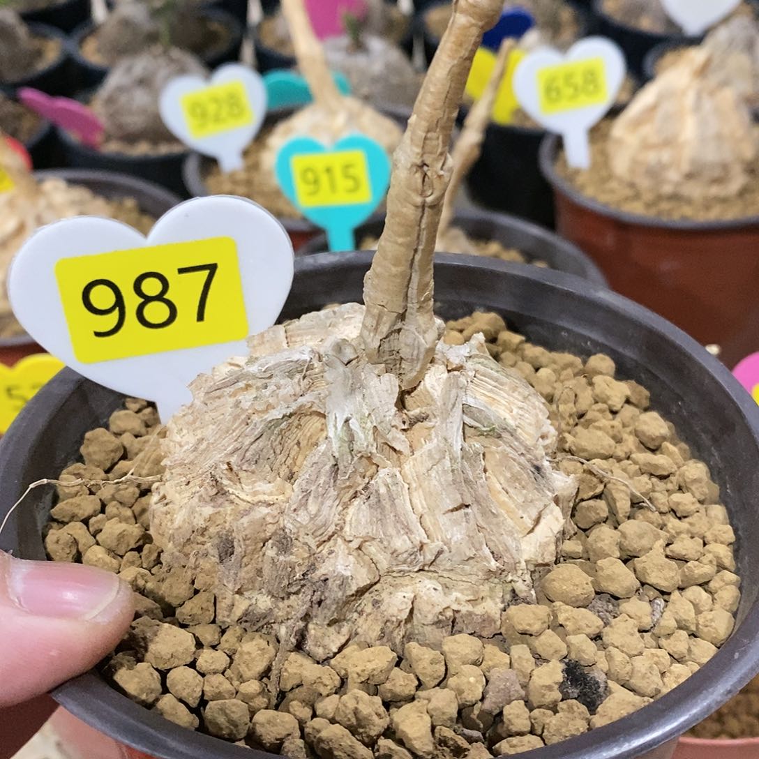 墨西哥龟甲萝摩萝摩
