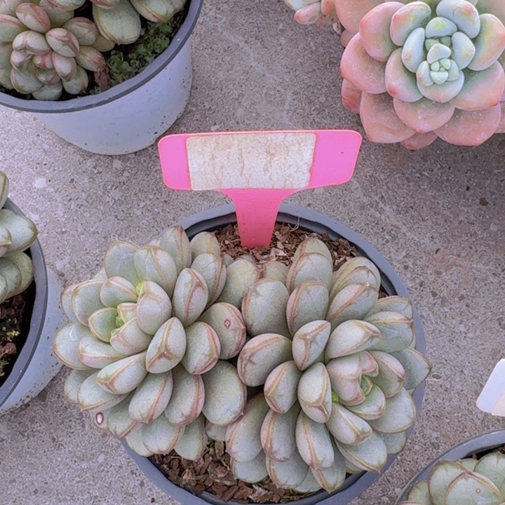 健健康康平平安安