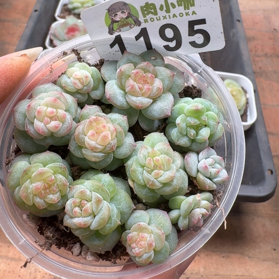 多肉植物多肉植物