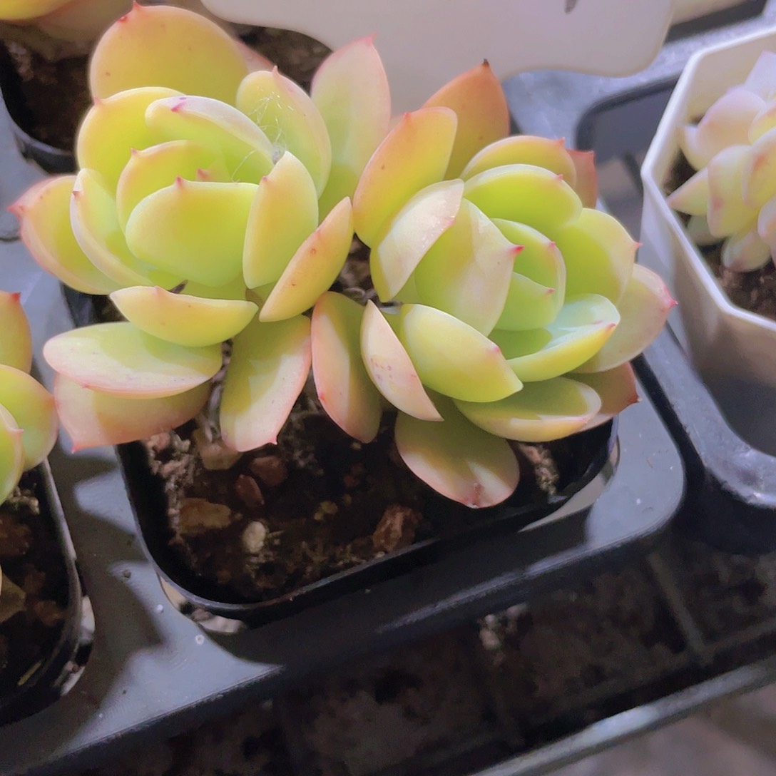 鸡蛋碧桃w064一物一拍