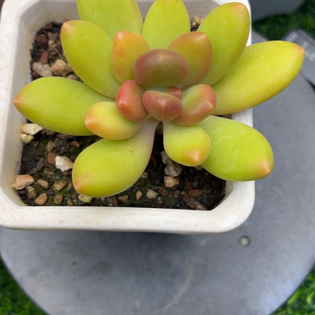 芒果奶老桩～福利