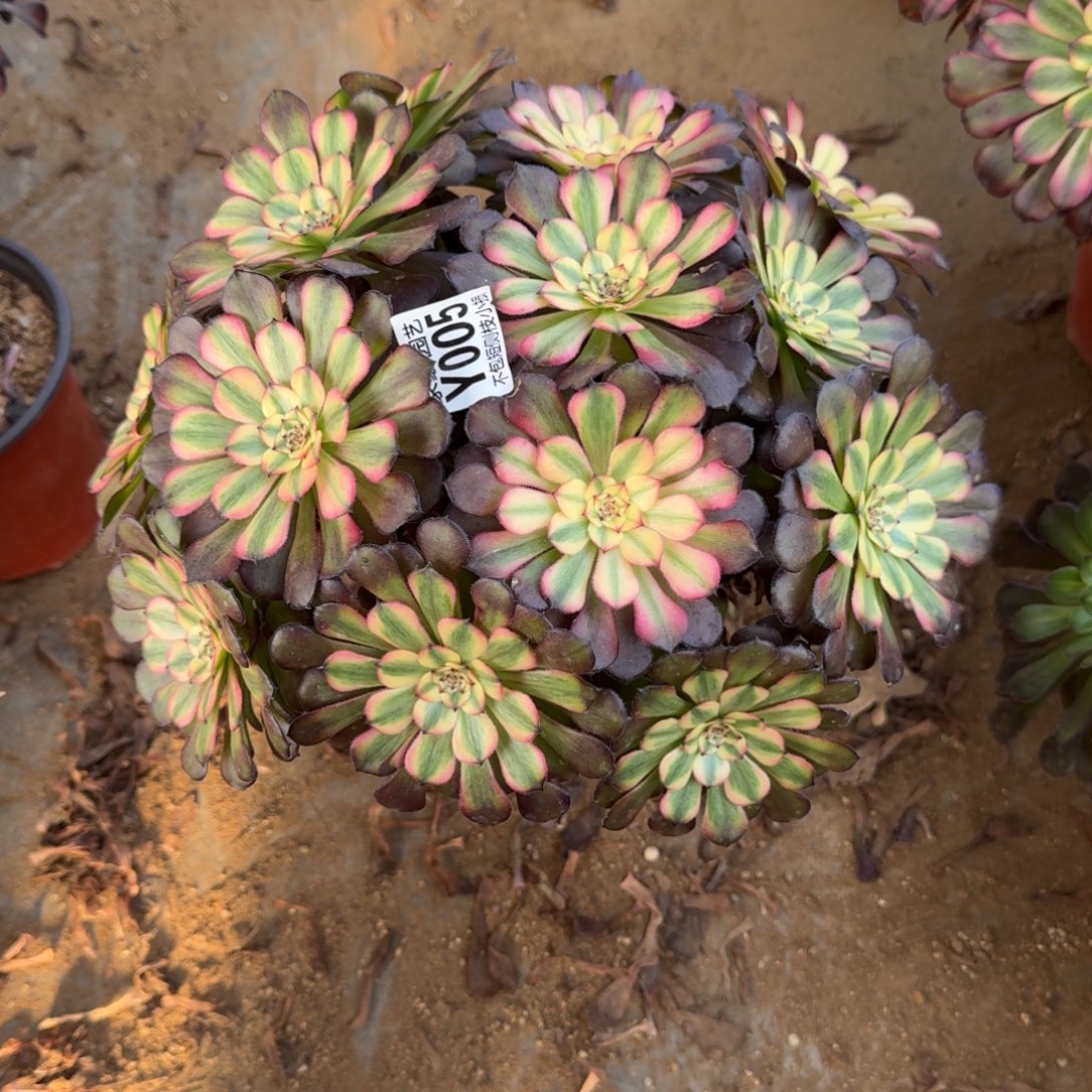 005美亚官服28左右2