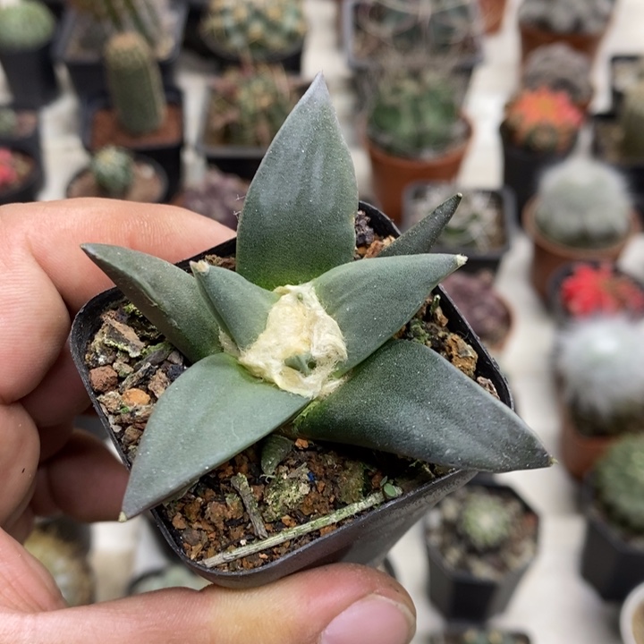 实生岩牡丹特价福利