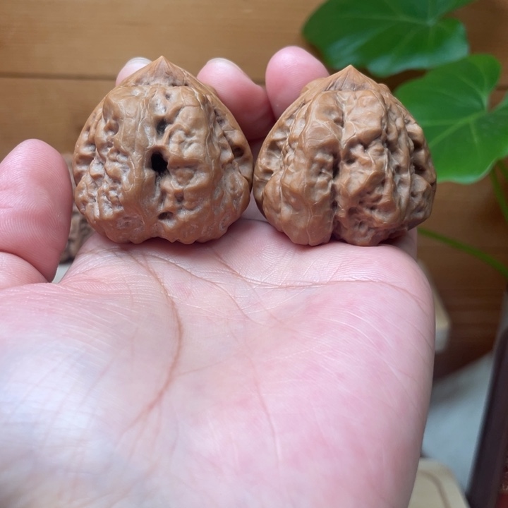 三角蛙  山地果  无药