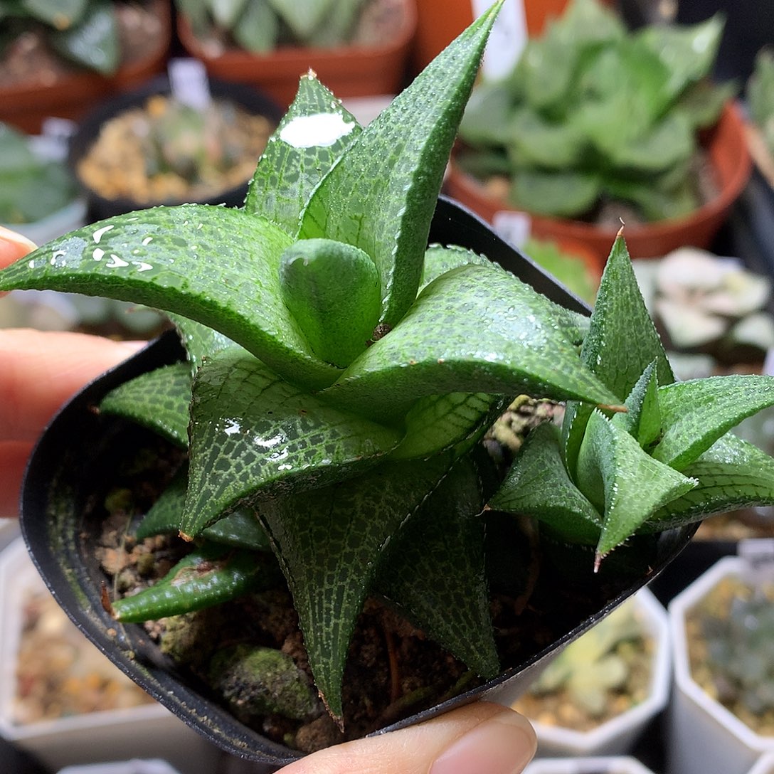 龙鳞硬叶带盆土鹅开拓tx