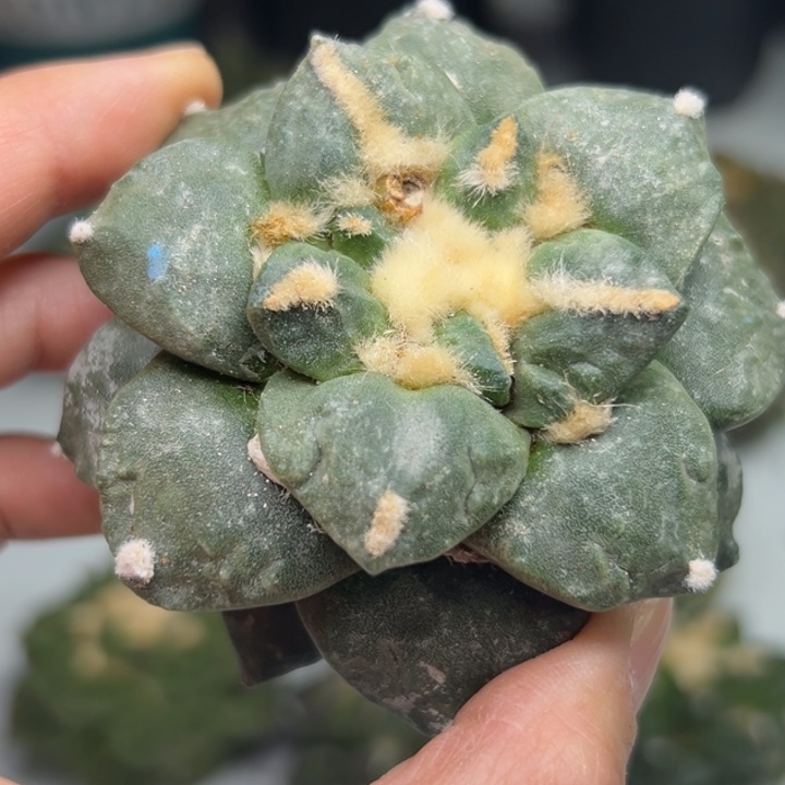 92 有根 仙人球的故事