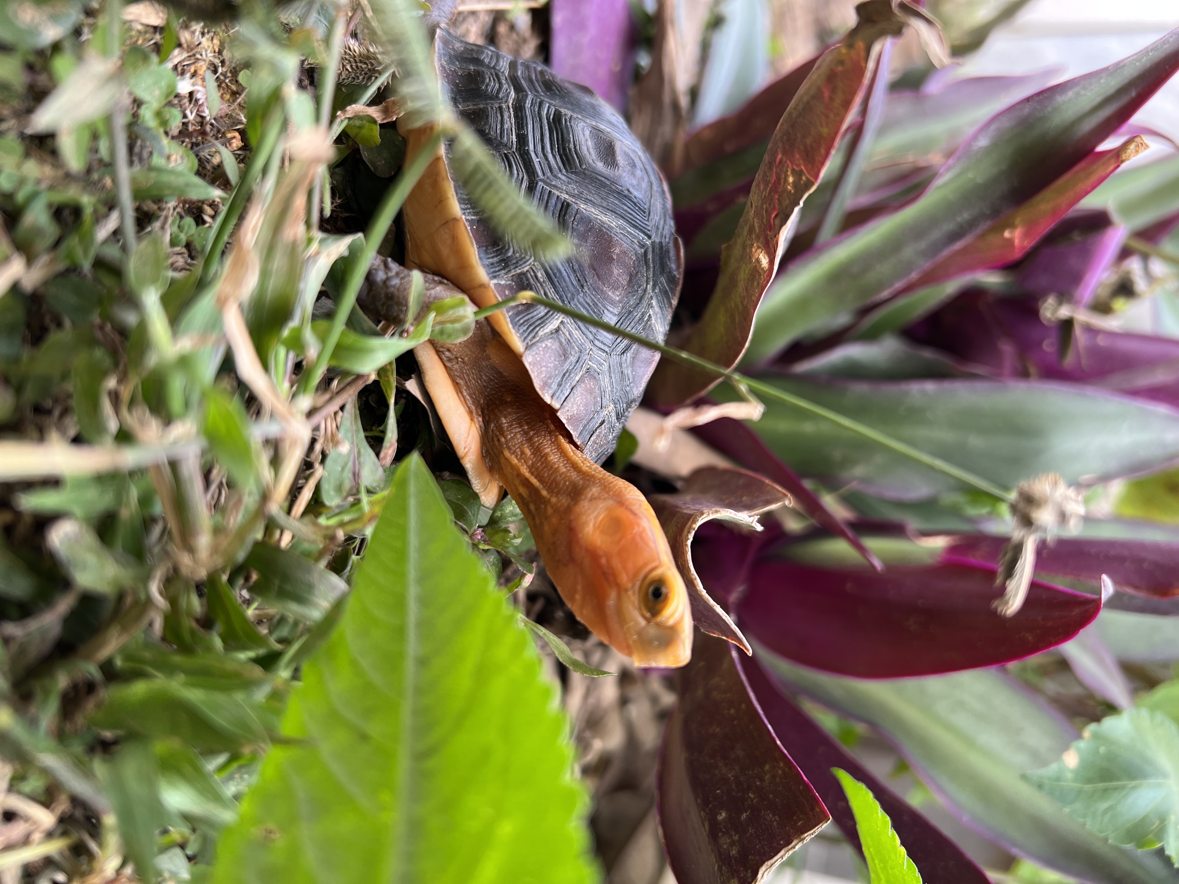 直播挑选黄缘龟种龟幼苗压成宠物龟活体龟宠