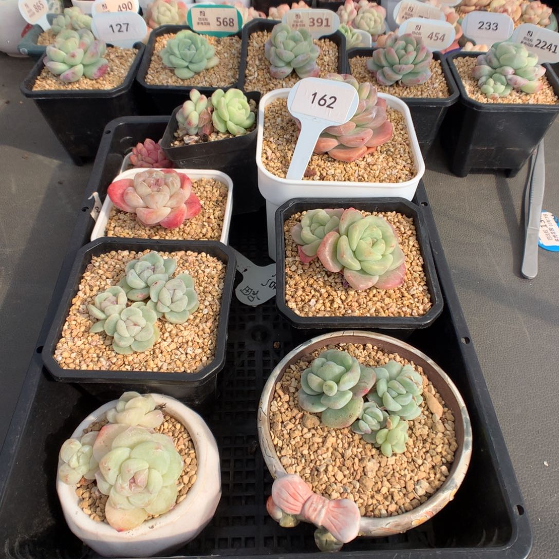 .162 一组美肉扣除散的