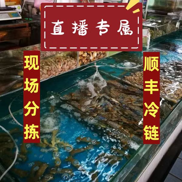 【直播专属】4-6两/只 到手8大只 母 液氮活冻锁鲜顺丰京东冷链发货