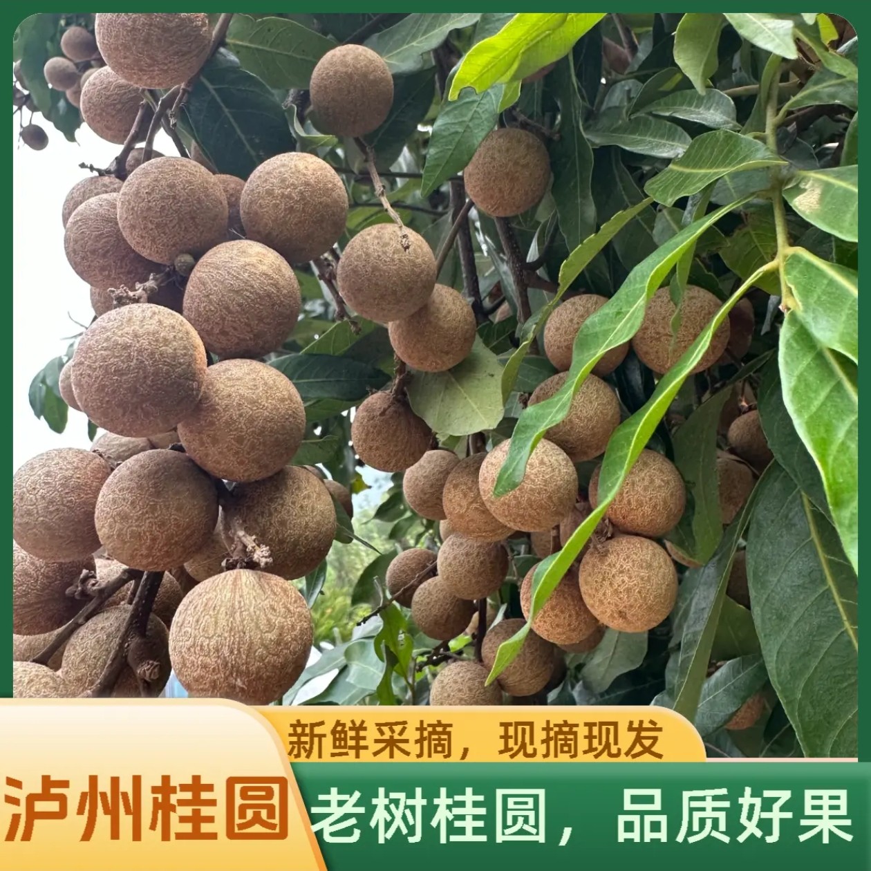 泸州老树桂圆新鲜采摘四川省外京东包邮