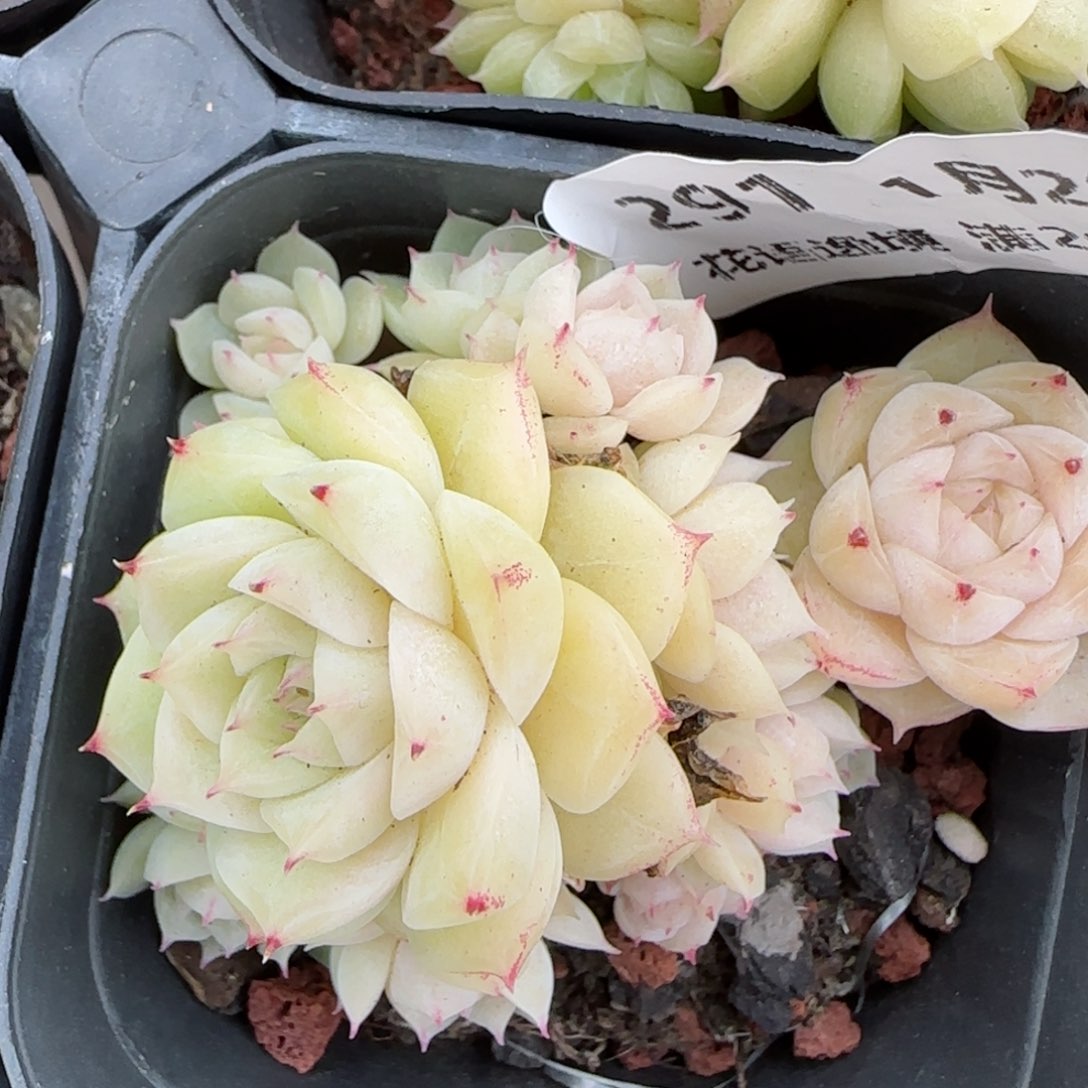 花语逸镜0129-291