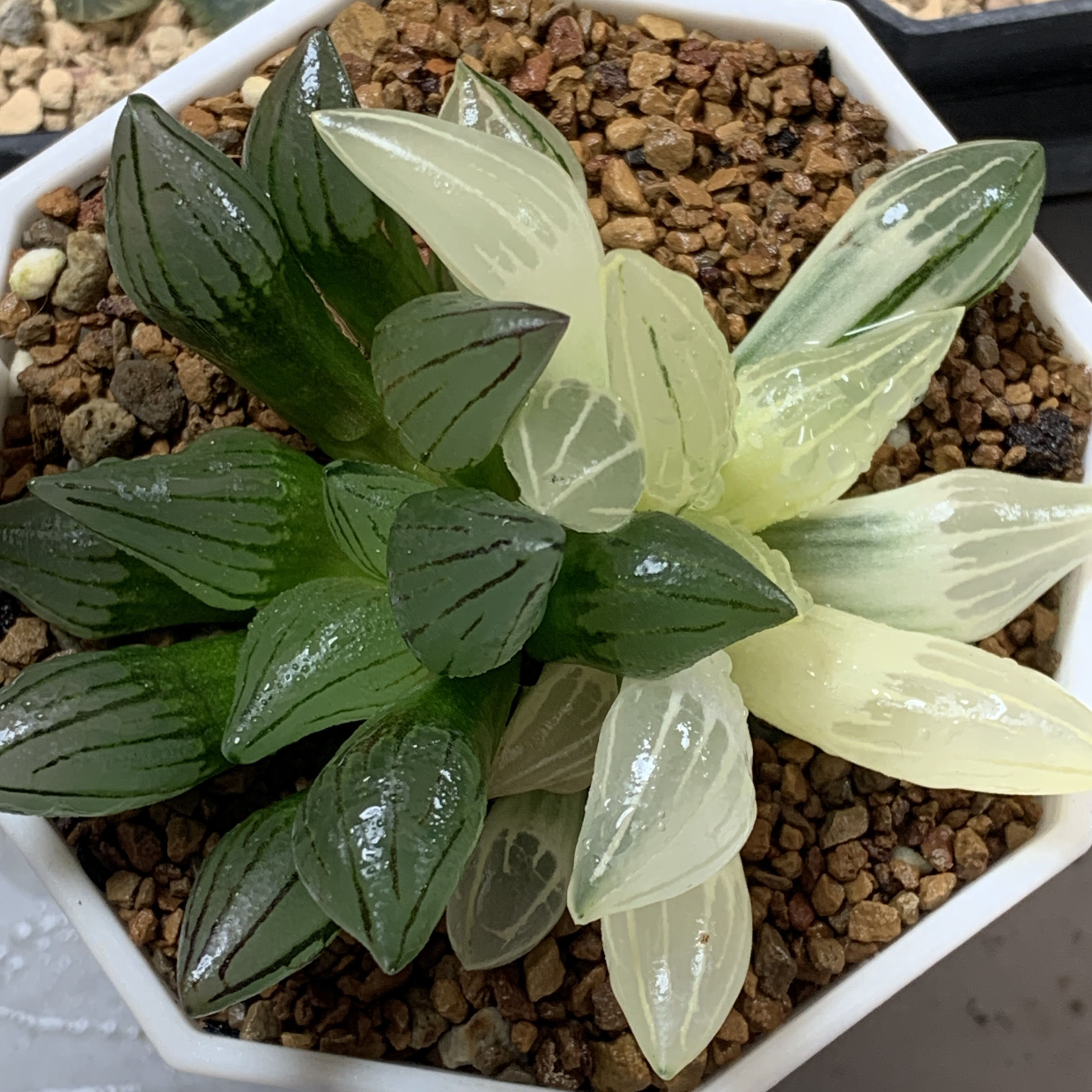 86西瓜寿锦多肉植物一物一拍带盆发货