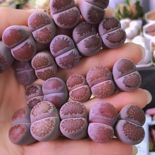 无花朵0880，1.5-1.9厘米20棵