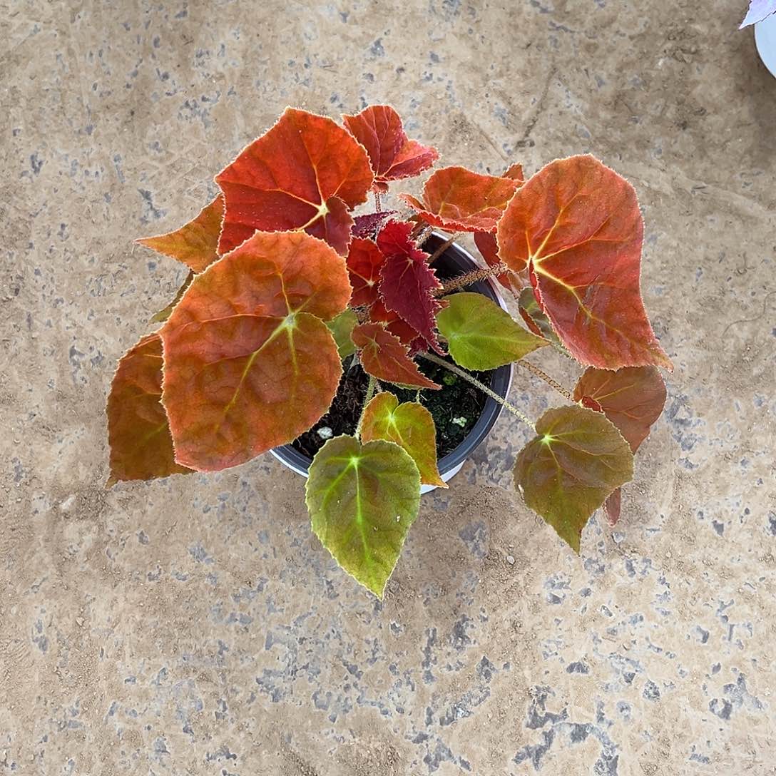 无花朵秋之华临沂