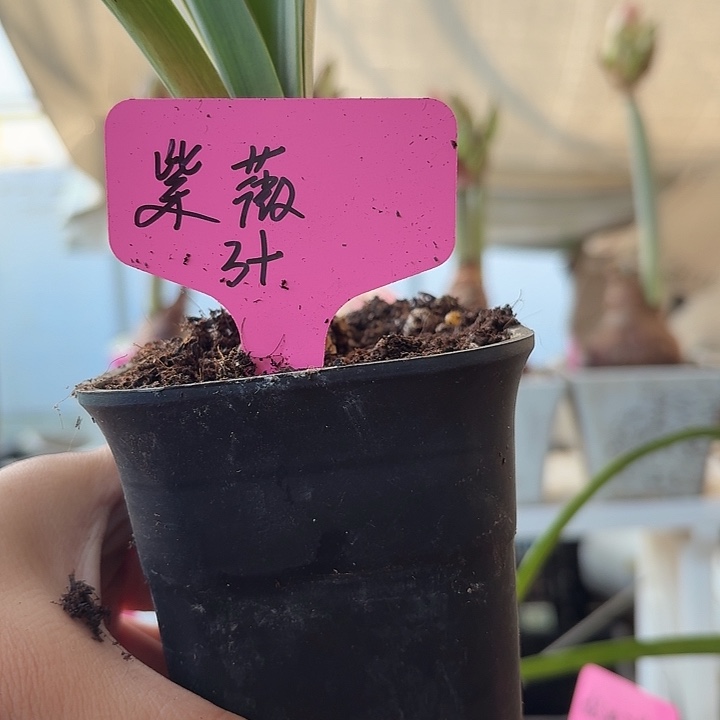 无花朵紫薇直径3cm