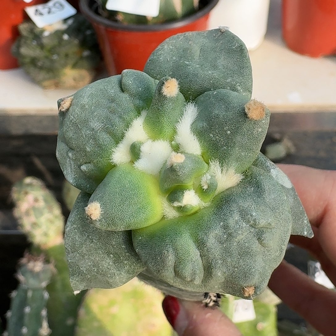全部花朵大尤怒涛164