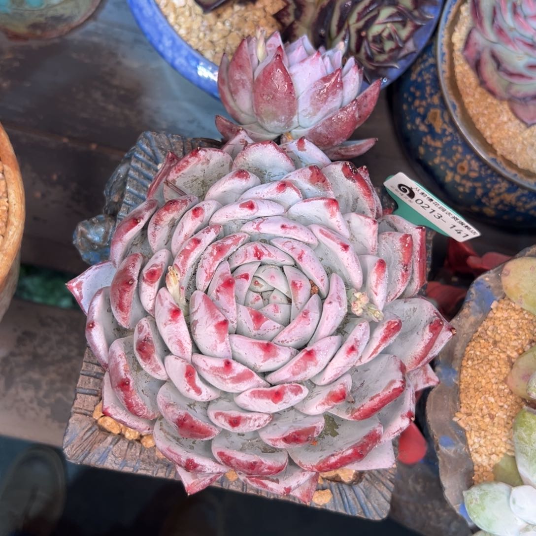 多肉一物一拍0214-141