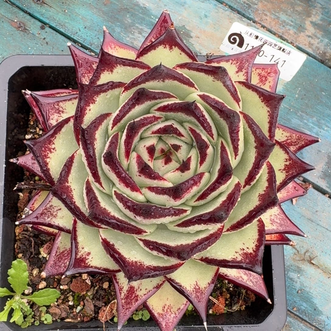 从前慢多肉精选编号1120.141