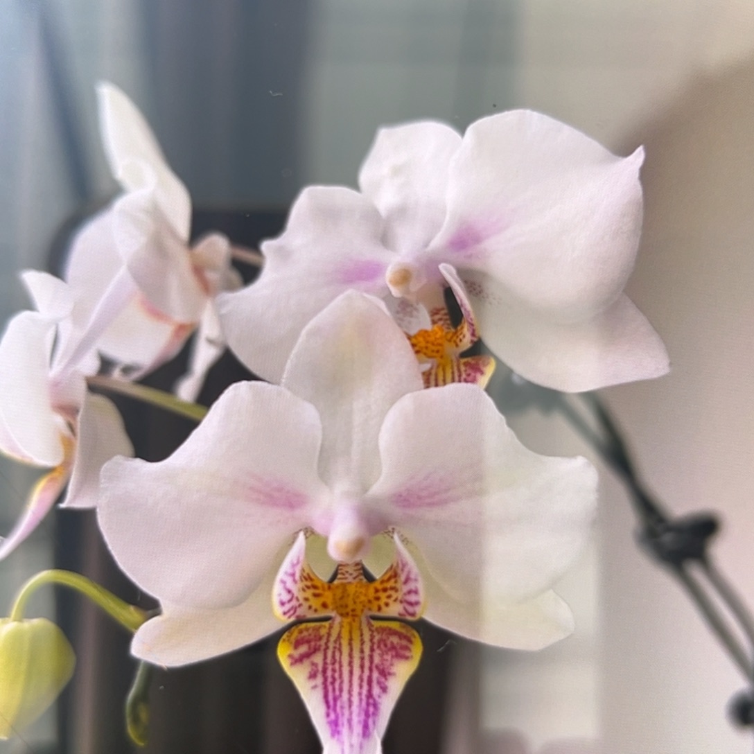 无花朵3.5寸微笑天鹅苗