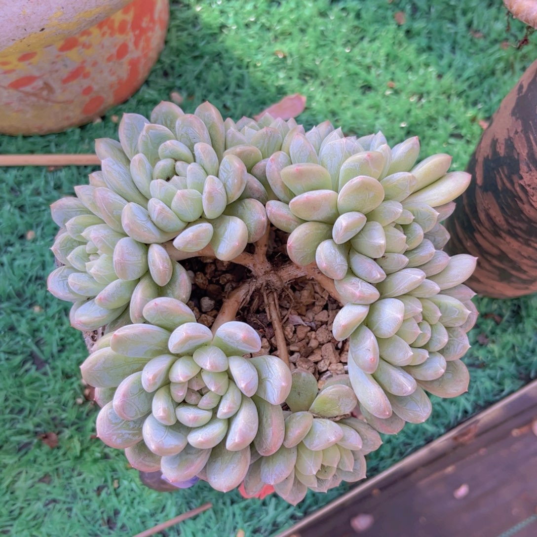 百达翡翠朵朵缀3145多肉植物