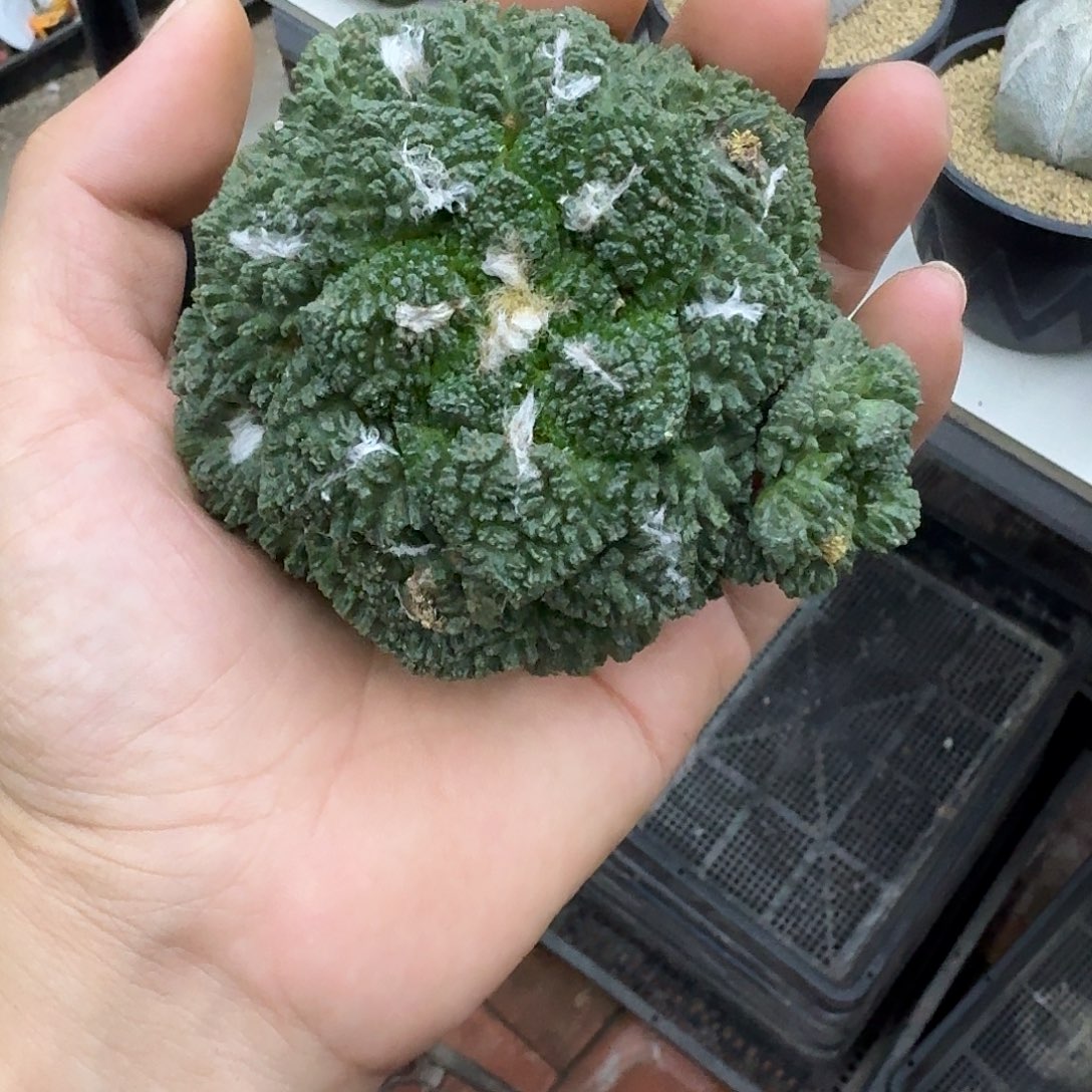 狙***。福袋苗接哥斯拉牡丹