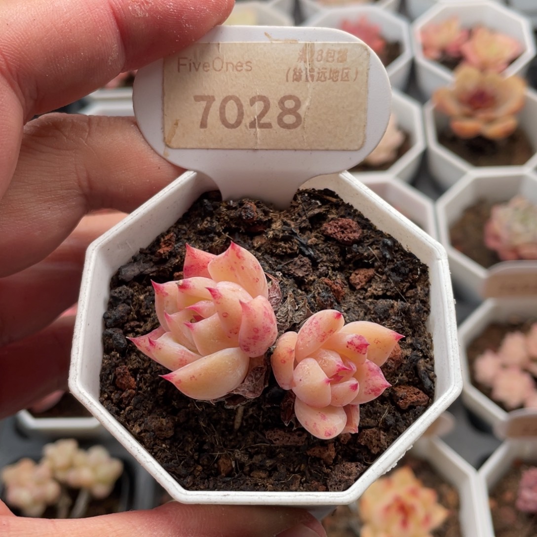 白拉糖7028-5厘米