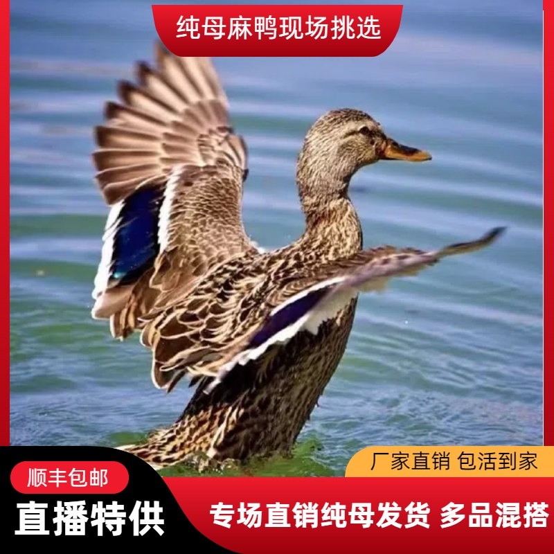 【纯母麻鸭】脱温麻鸭纯母苗发货宠物鸭