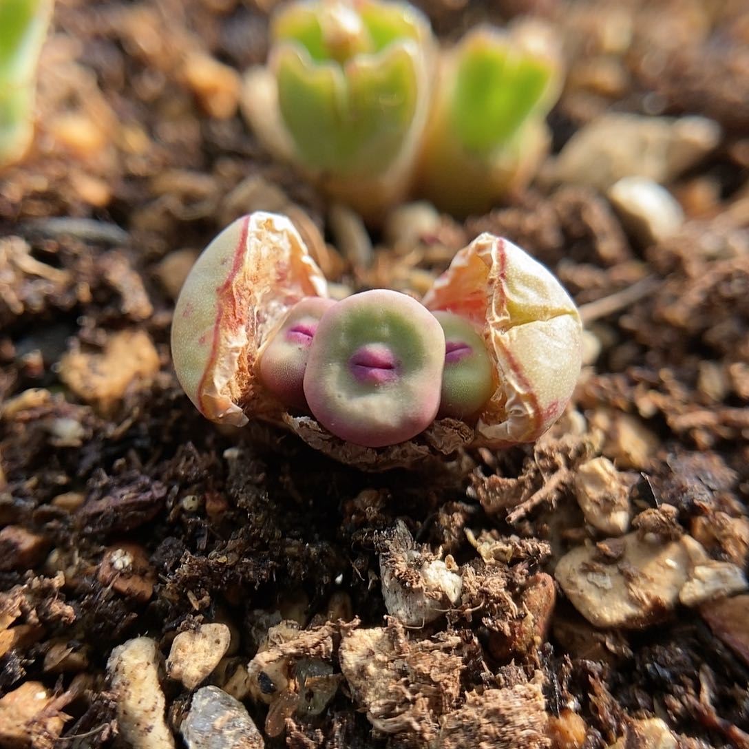 1380b一颗三头2.5年包邮