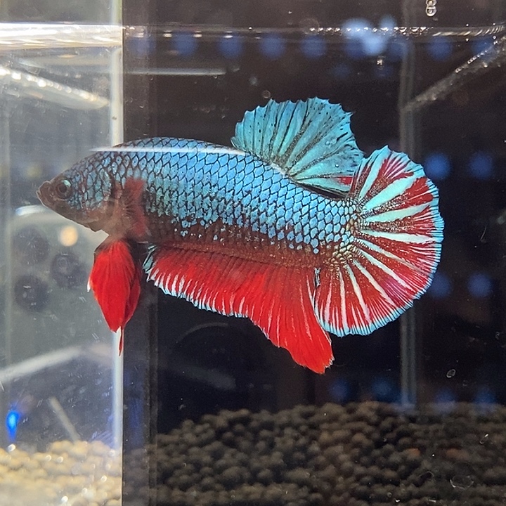 斗鱼黑129号巨斗将军