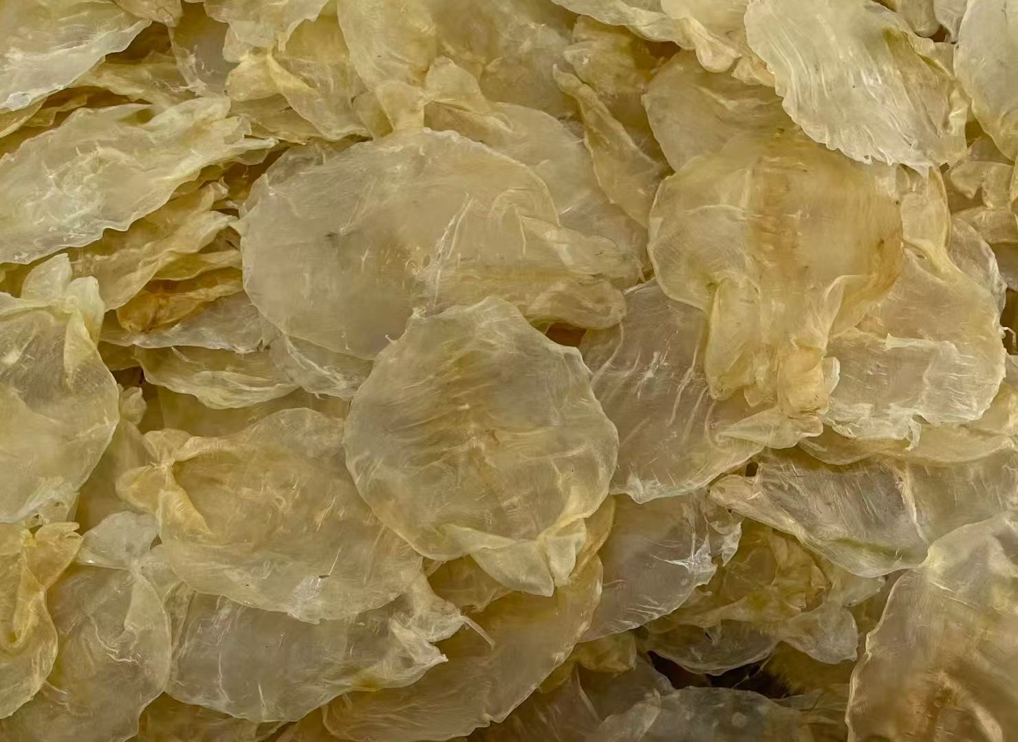 【唐总精选】 蜘蛛片  鱼胶