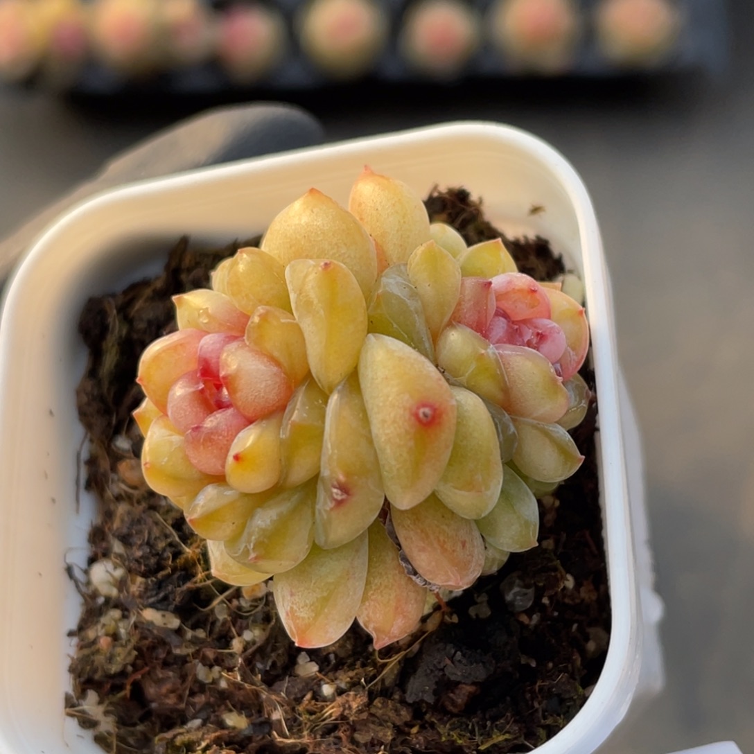 550号糖心冰心珍妮