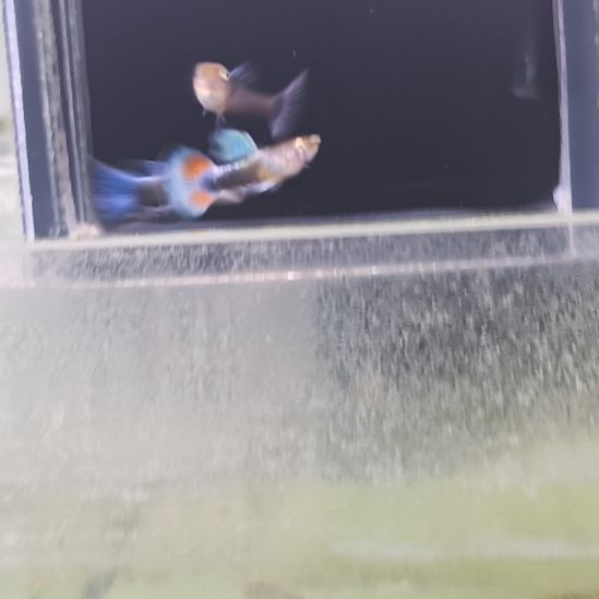 孔雀鱼品系孔雀鱼，自家繁育，视频对鱼。一组一拍