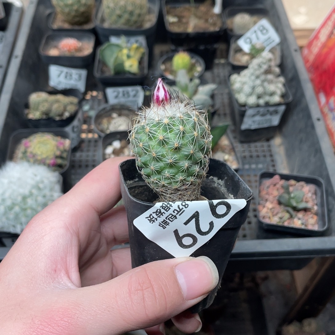 929内里莎（满18包邮）