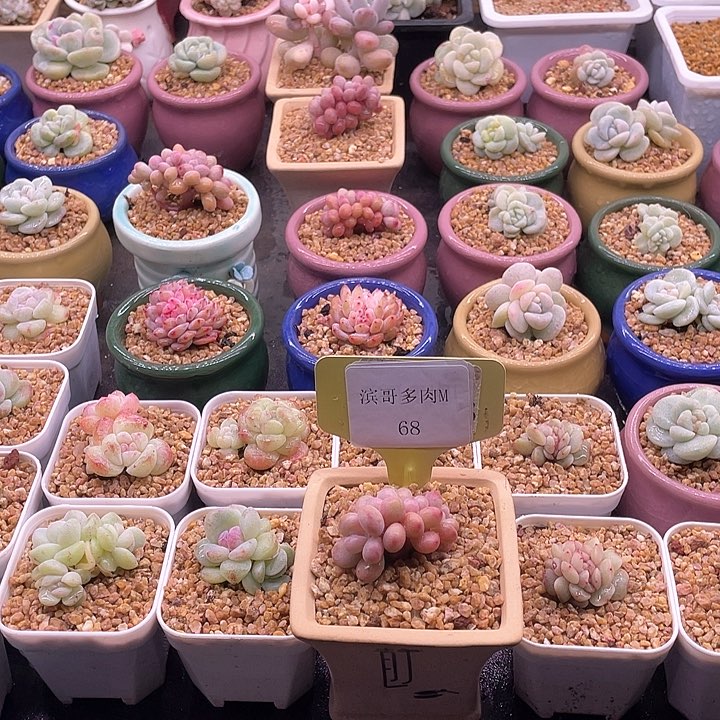 滨哥多肉M68桃蛋朵朵缀带板子