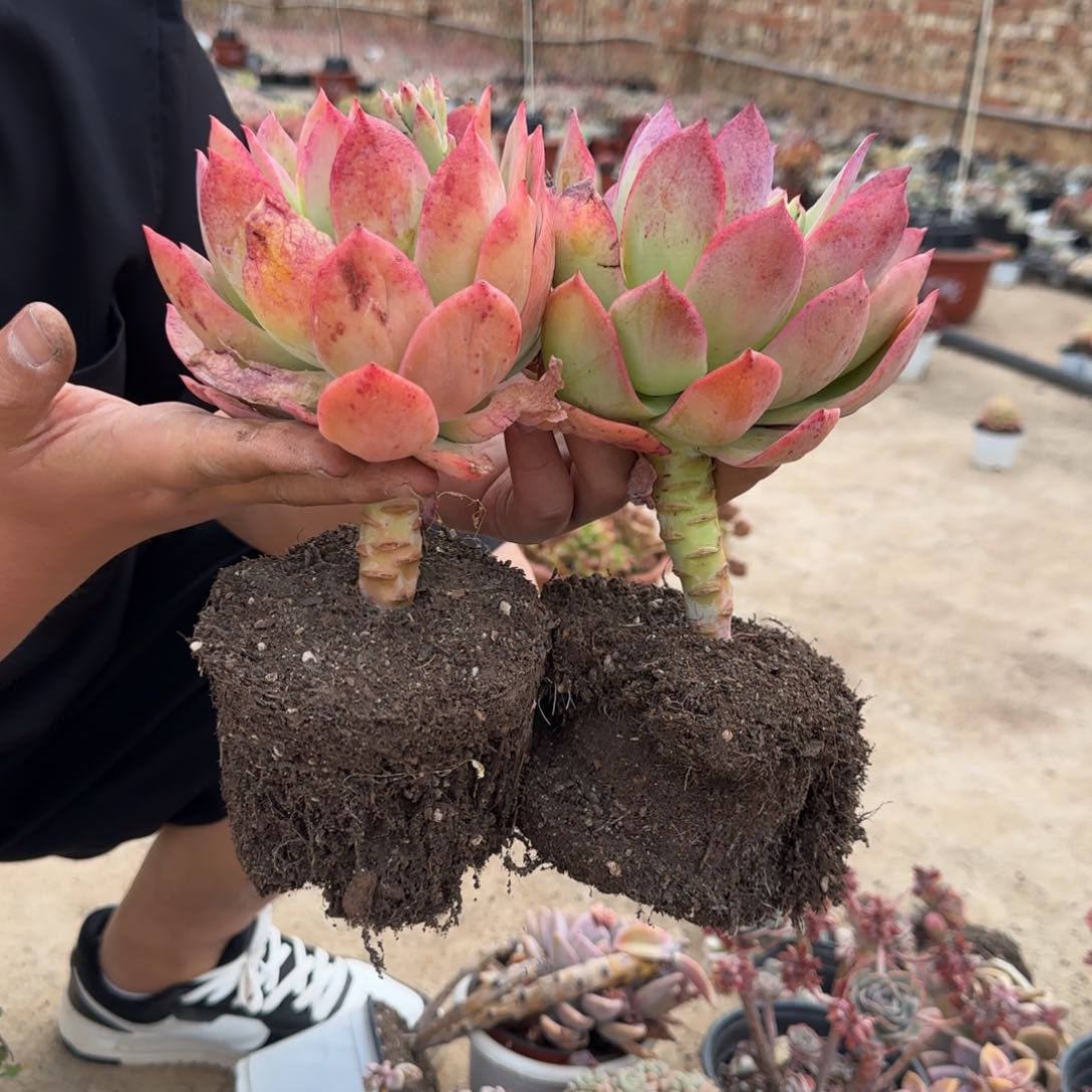 乔伊大单头精控两盆