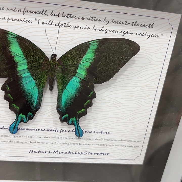 之***南蝴蝶标本定制184@