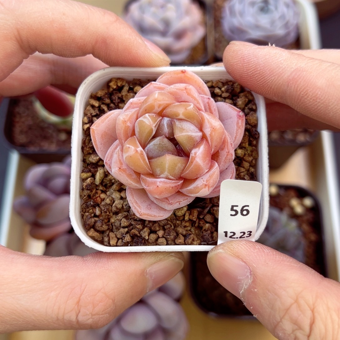 好好看56、哈哈哈哈