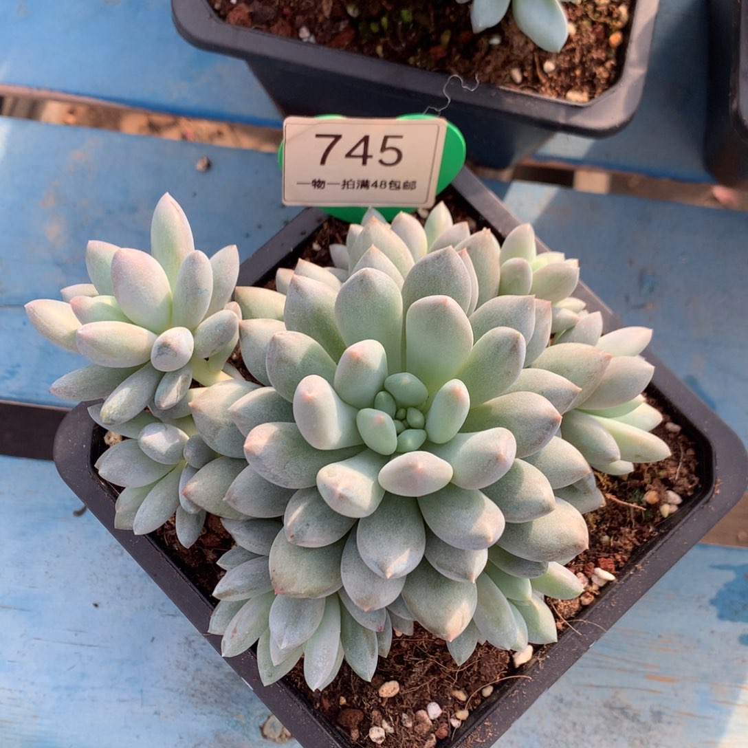 半夏无砍平头捧花745