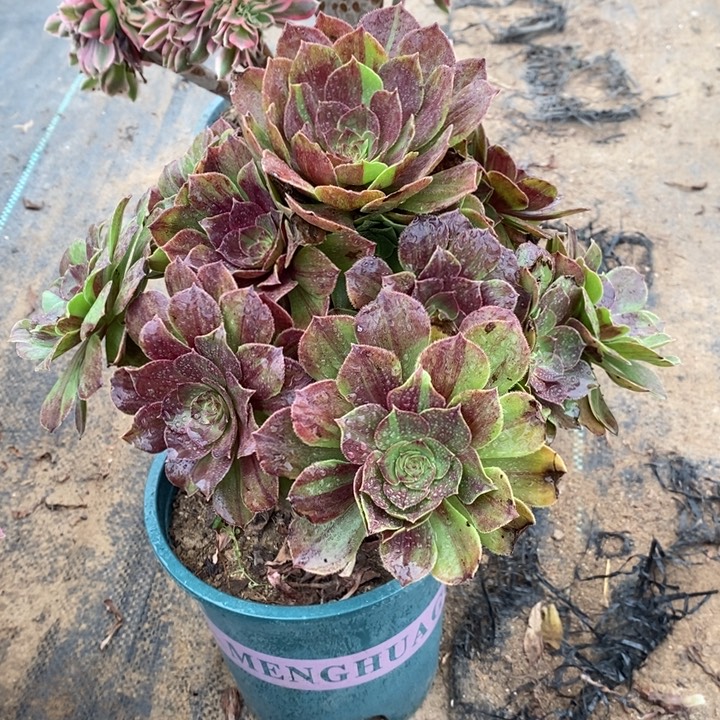 花月夜153多肉植物法师法师