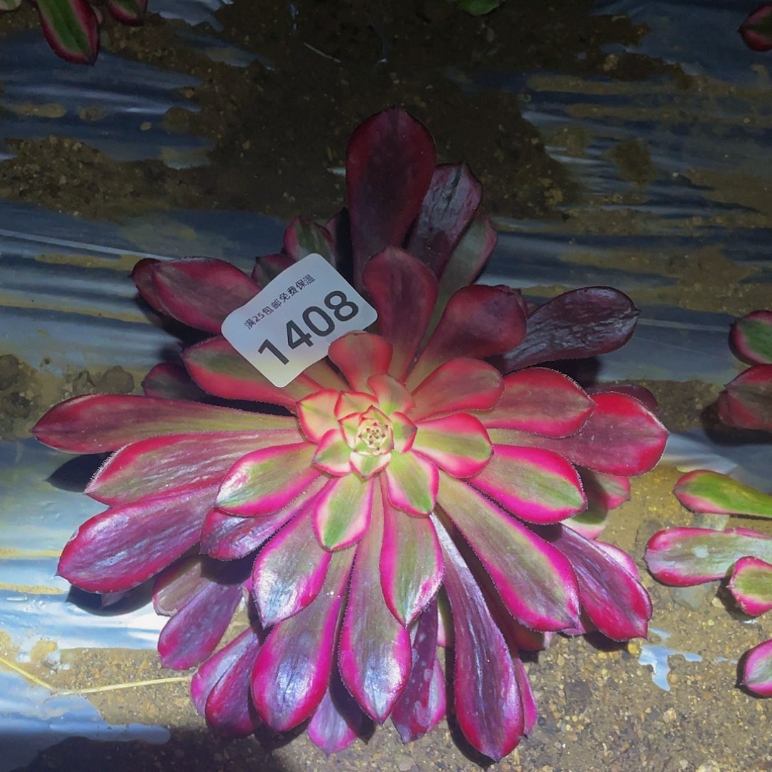 1408粉铜变异多肉植物