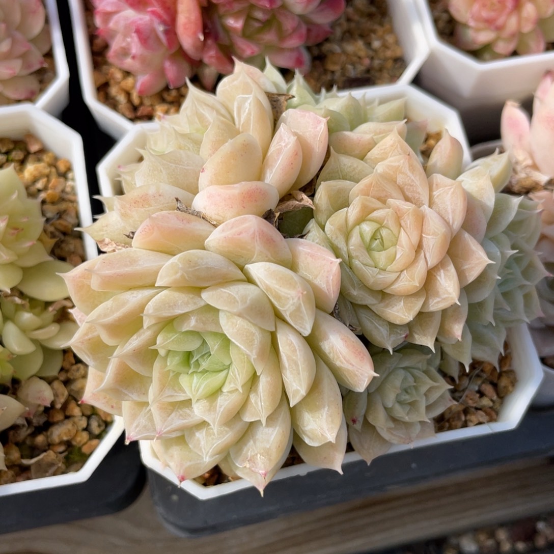 优选暗纹麦杆多肉2545