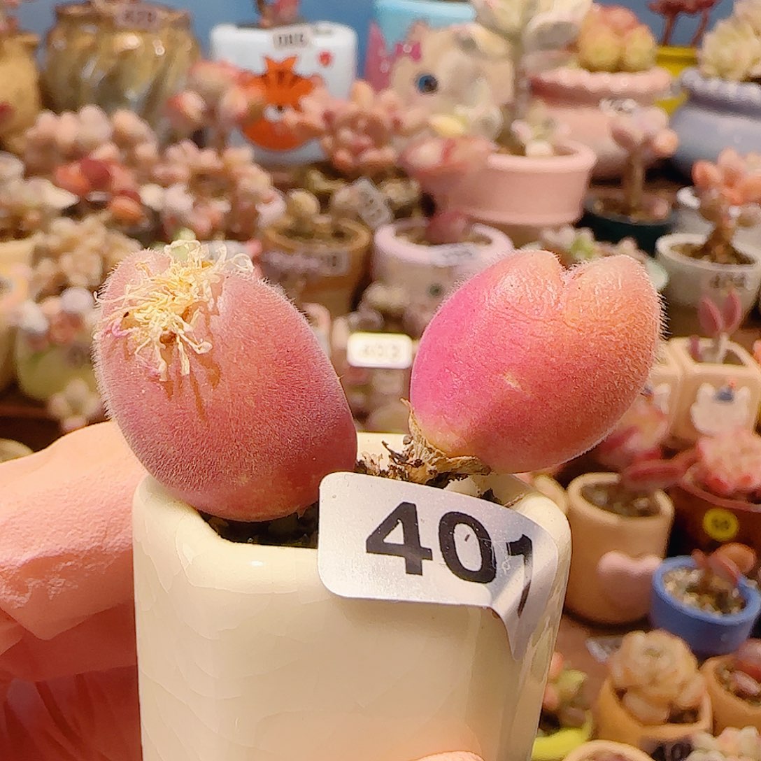 T红红毛翠盆口2.5cm