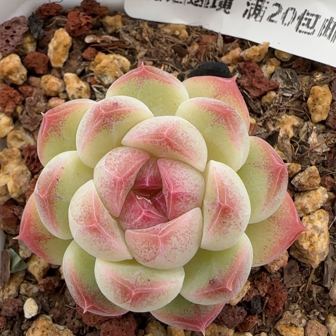 花语逸镜0127-448